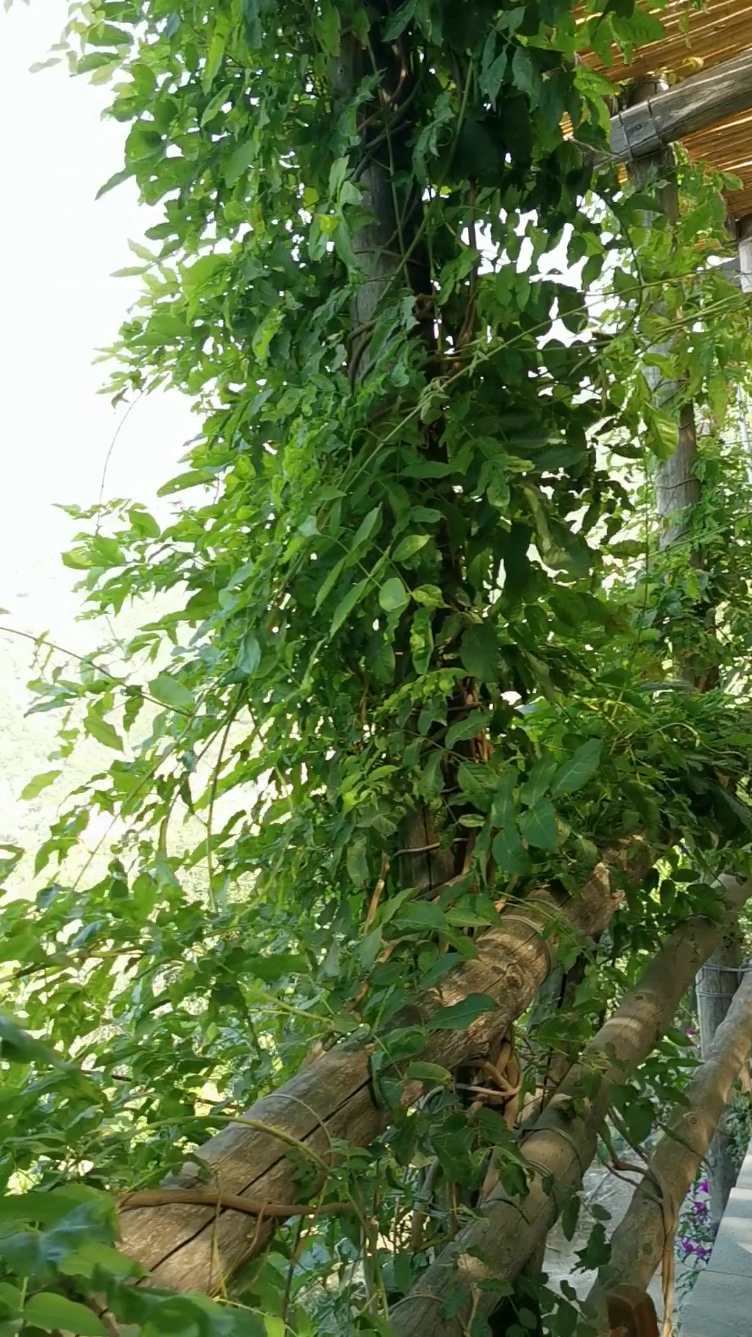 Villa Rosa - La casa di Lella